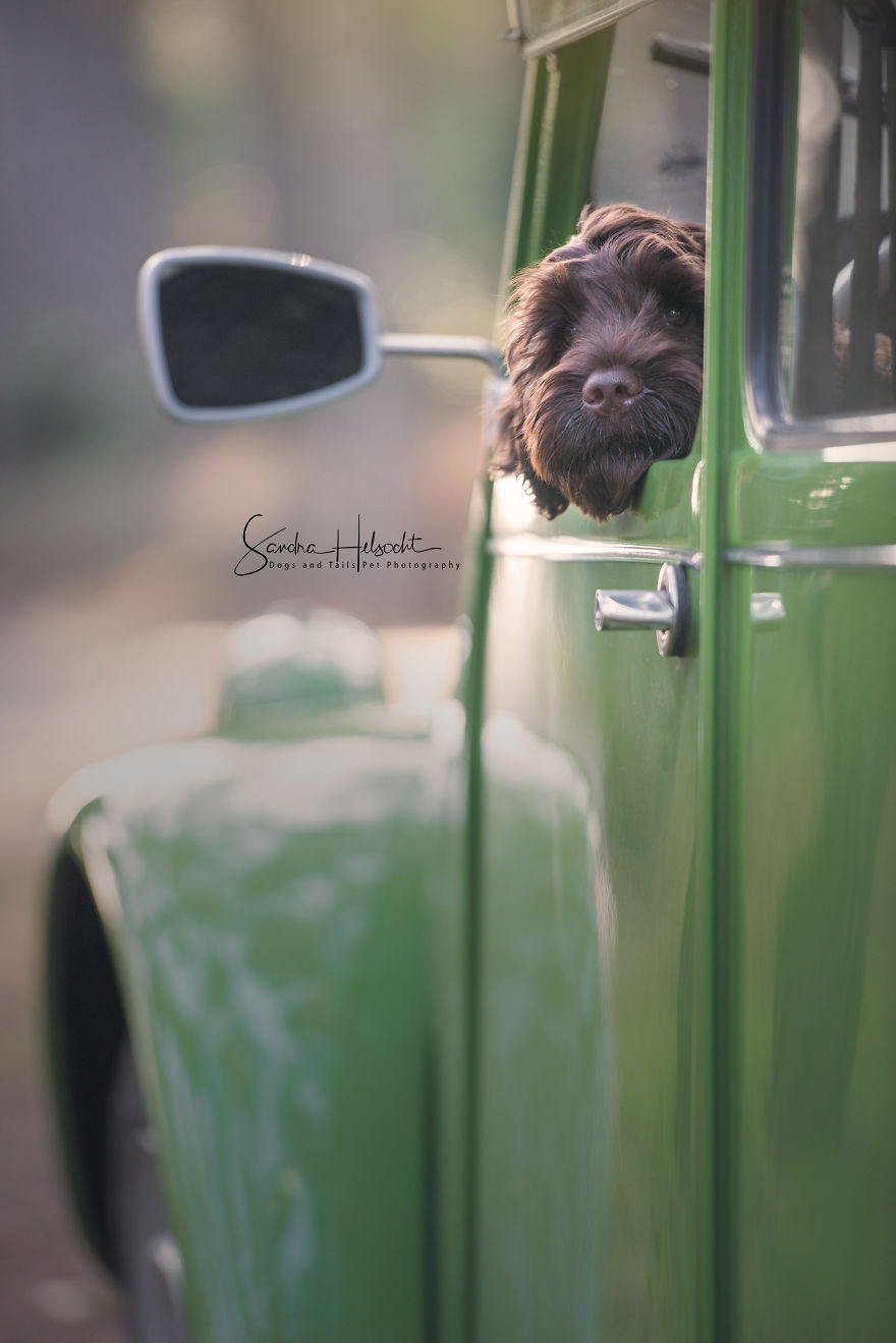 I Took These Dogs On A Test Drive And The Look On Their Faces Says It All