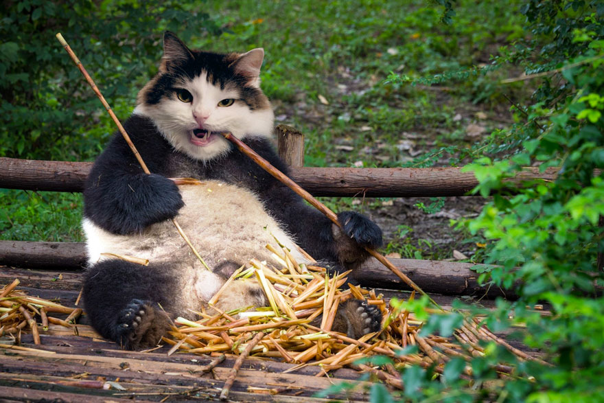 “I Have Been Photoshopping My Cats For The Past Few Years. Have Things Gone Too Far?” (26 Pics)