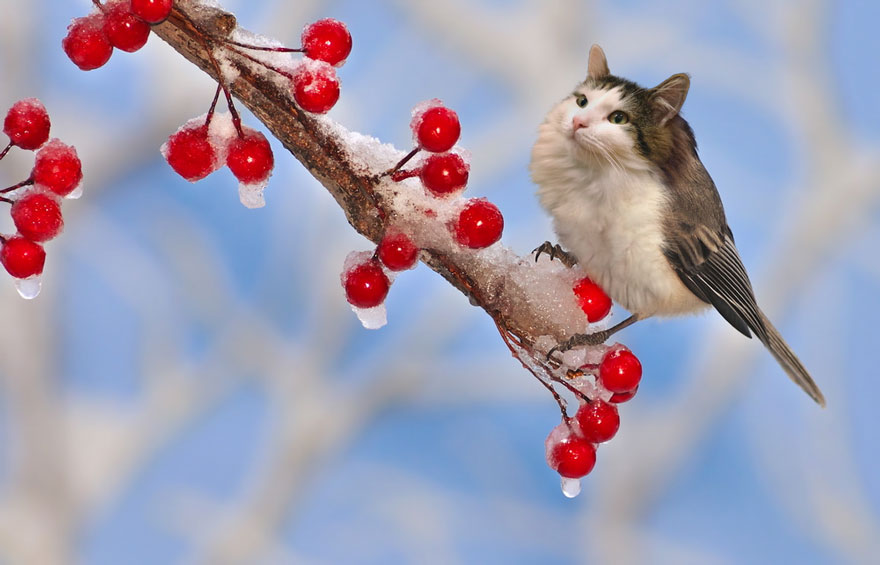 “I Have Been Photoshopping My Cats For The Past Few Years. Have Things Gone Too Far?” (26 Pics)