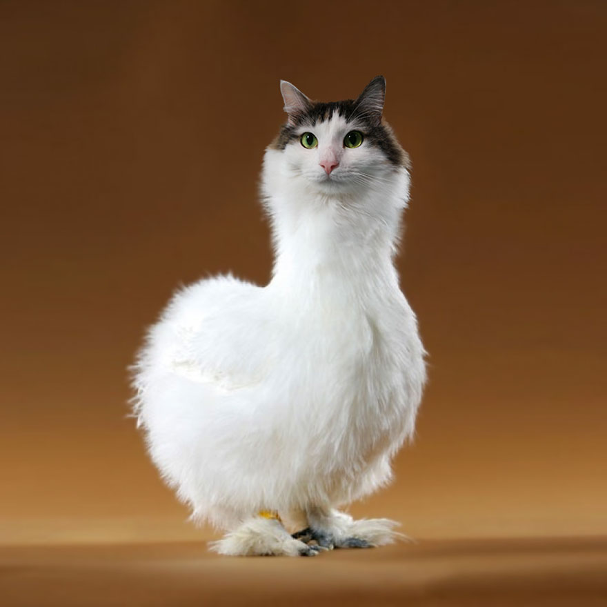 “I Have Been Photoshopping My Cats For The Past Few Years. Have Things Gone Too Far?” (26 Pics)