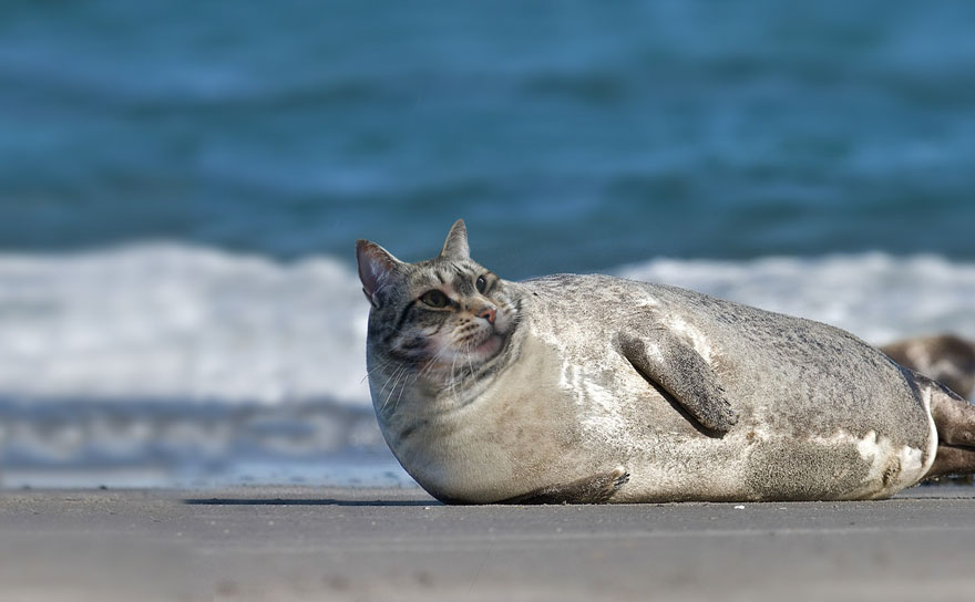 “I Have Been Photoshopping My Cats For The Past Few Years. Have Things Gone Too Far?” (26 Pics)