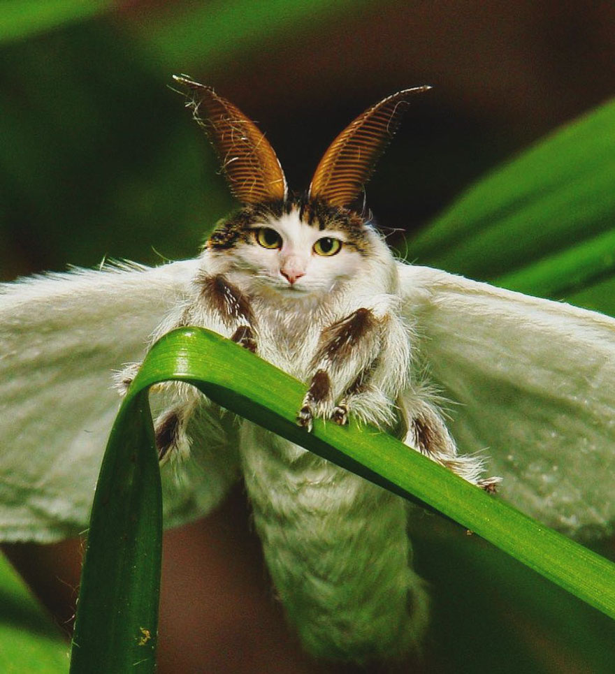 “I Have Been Photoshopping My Cats For The Past Few Years. Have Things Gone Too Far?” (26 Pics)
