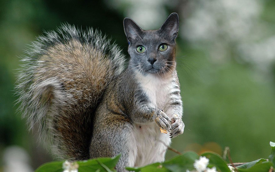 “I Have Been Photoshopping My Cats For The Past Few Years. Have Things Gone Too Far?” (26 Pics)