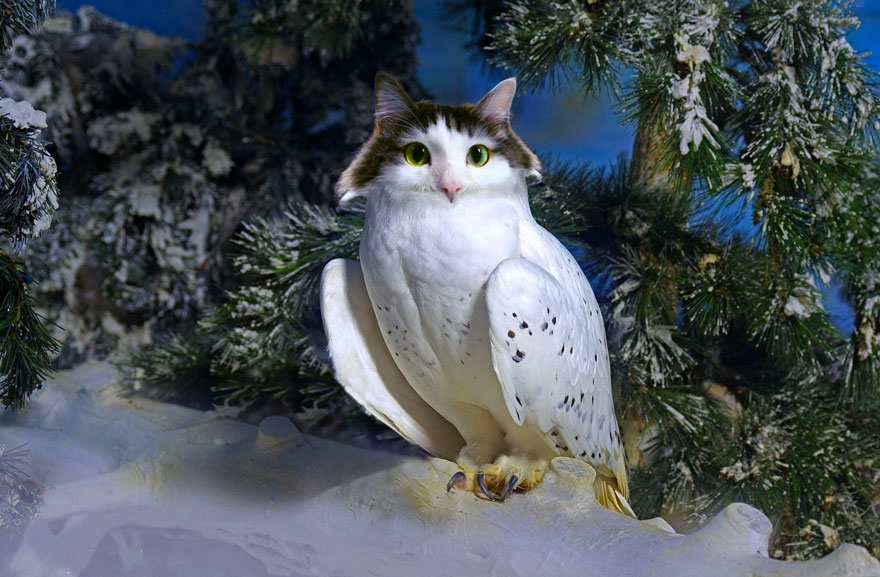 “I Have Been Photoshopping My Cats For The Past Few Years. Have Things Gone Too Far?” (26 Pics)