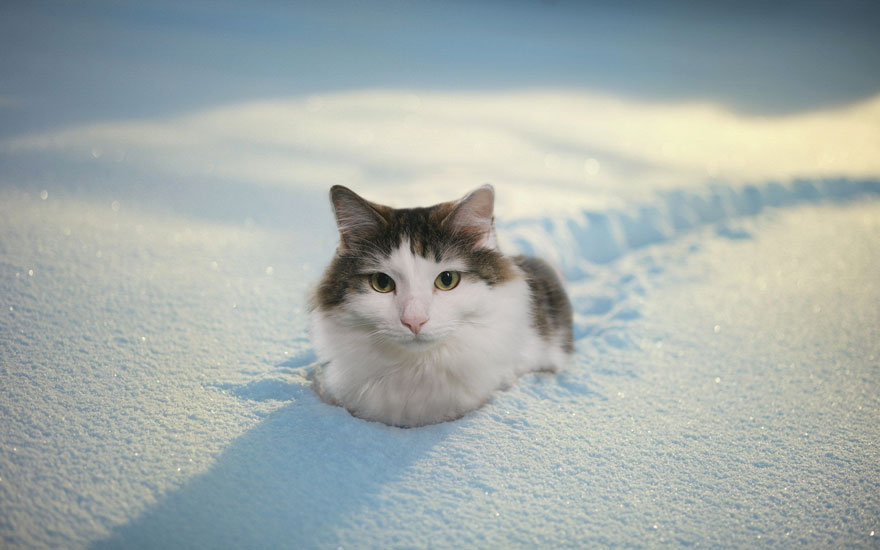 “I Have Been Photoshopping My Cats For The Past Few Years. Have Things Gone Too Far?” (26 Pics)