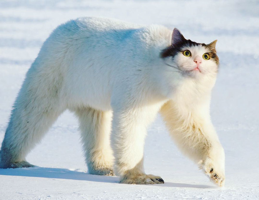 “I Have Been Photoshopping My Cats For The Past Few Years. Have Things Gone Too Far?” (26 Pics)