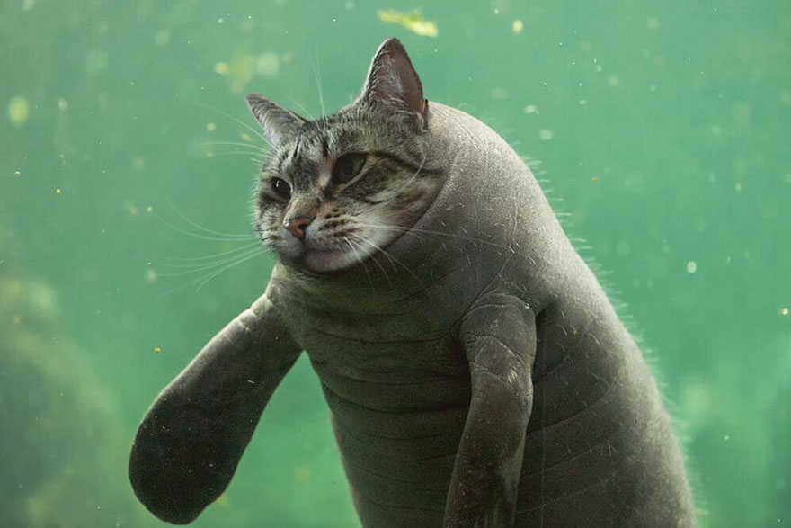 “I Have Been Photoshopping My Cats For The Past Few Years. Have Things Gone Too Far?” (26 Pics)