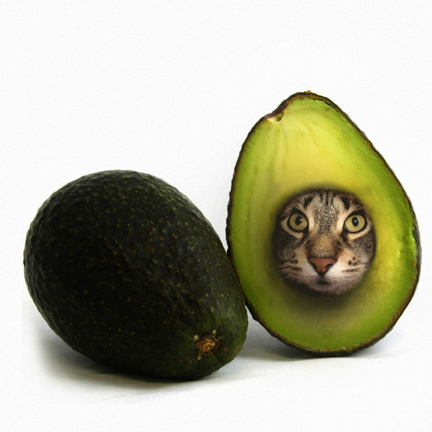 “I Have Been Photoshopping My Cats For The Past Few Years. Have Things Gone Too Far?” (26 Pics)