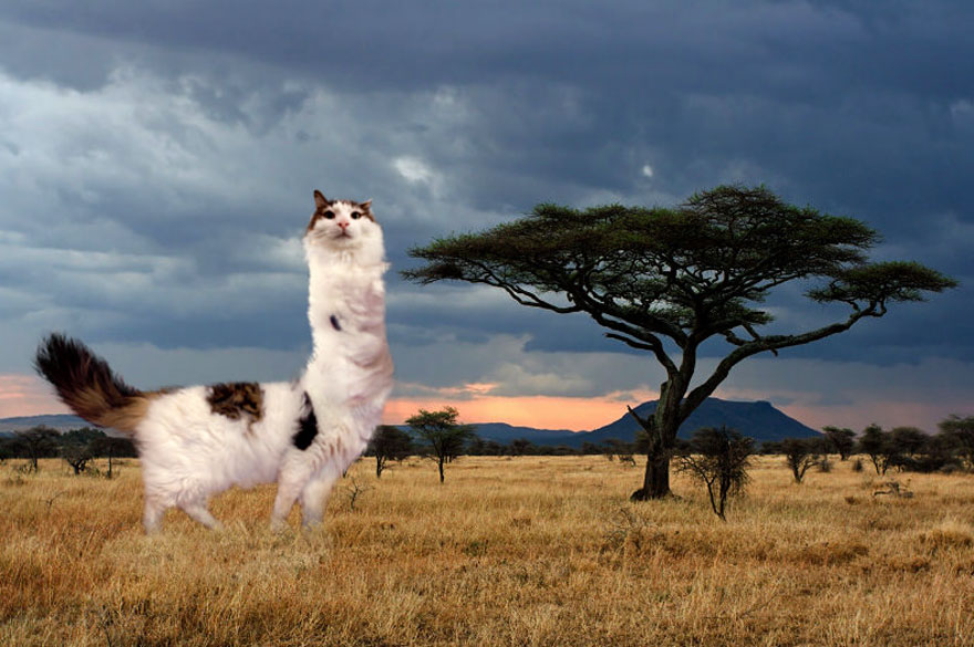 “I Have Been Photoshopping My Cats For The Past Few Years. Have Things Gone Too Far?” (26 Pics)