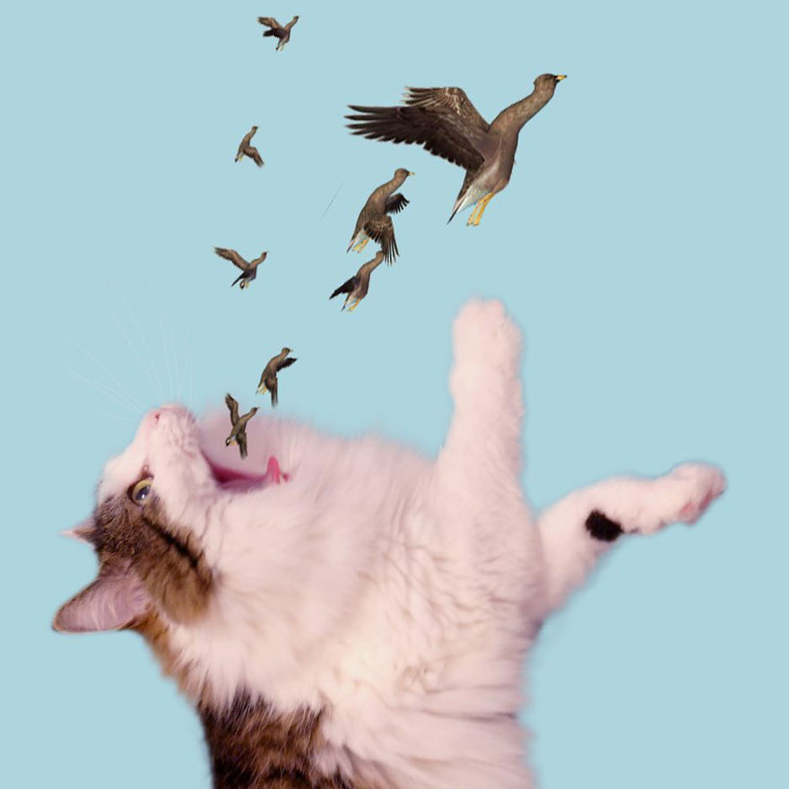 “I Have Been Photoshopping My Cats For The Past Few Years. Have Things Gone Too Far?” (26 Pics)