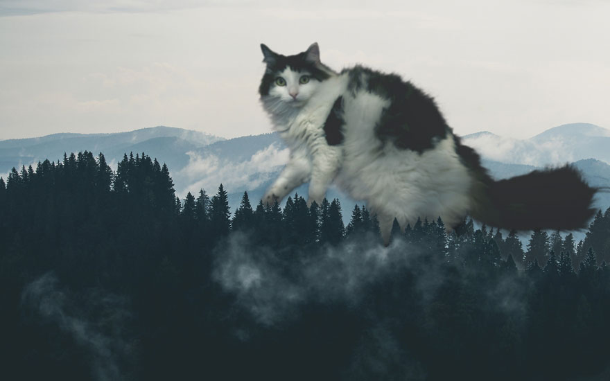“I Have Been Photoshopping My Cats For The Past Few Years. Have Things Gone Too Far?” (26 Pics)