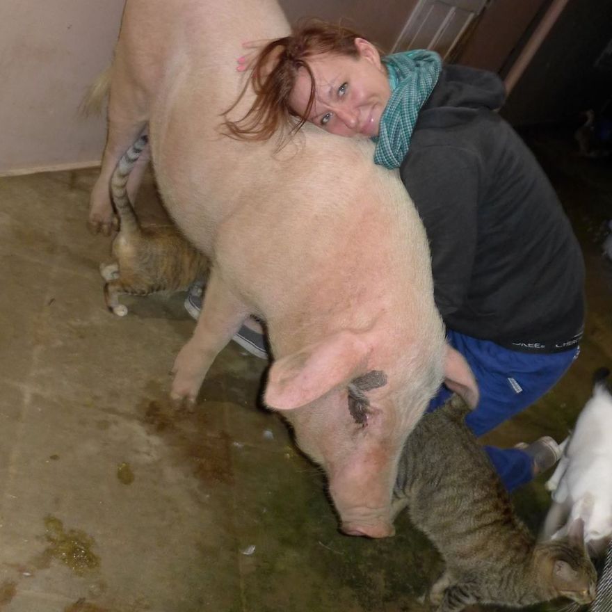 Rescued Pig Living The Good Life In Vietnam