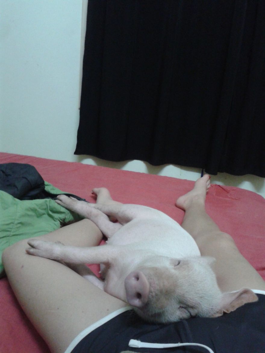 Rescued Pig Living The Good Life In Vietnam