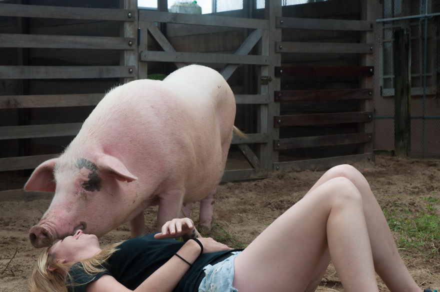 Rescued Pig Living The Good Life In Vietnam