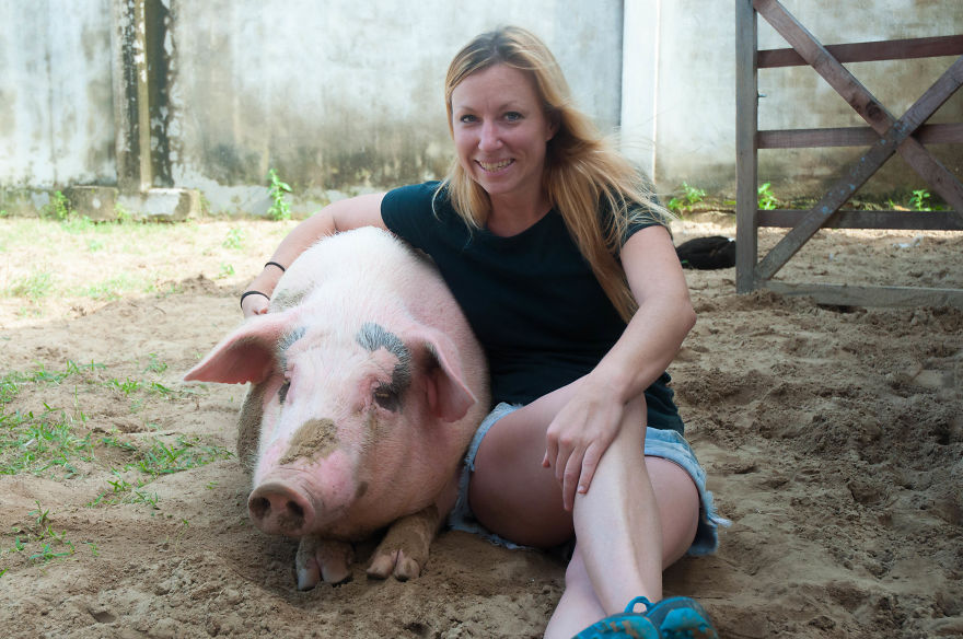 Rescued Pig Living The Good Life In Vietnam
