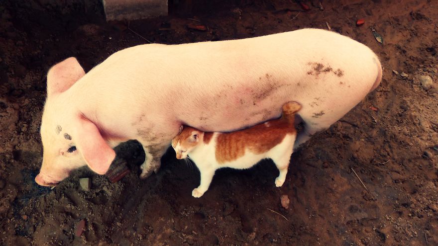 Rescued Pig Living The Good Life In Vietnam