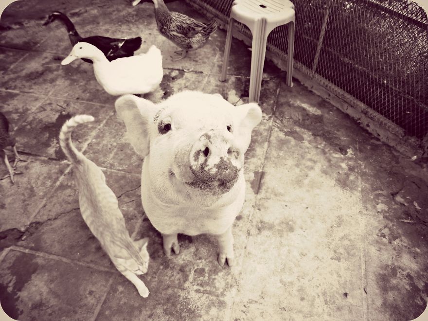 Rescued Pig Living The Good Life In Vietnam