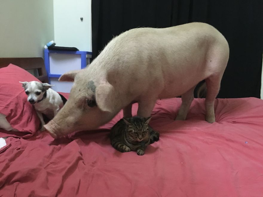Rescued Pig Living The Good Life In Vietnam