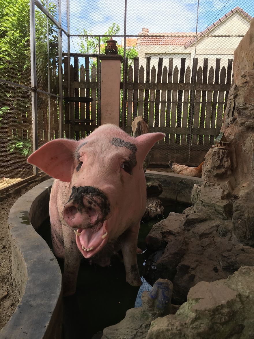 Rescued Pig Living The Good Life In Vietnam