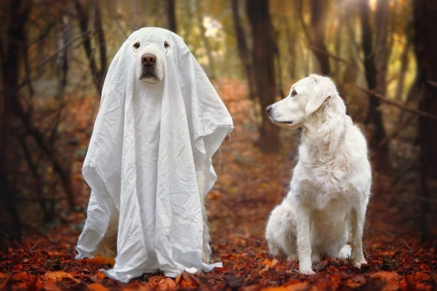 13 Adorable Dogs In Ghost Costumes