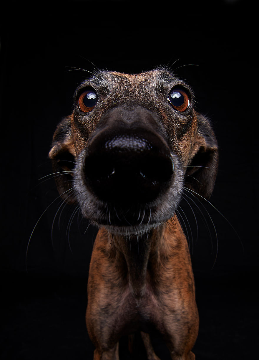 I Celebrate The Day Of Spanish Hunting Dogs By Photographing Them Enjoying Their Life Of Freedom