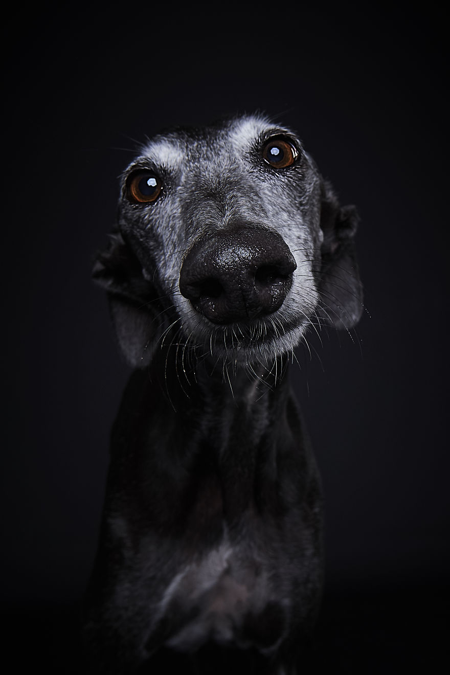 I Celebrate The Day Of Spanish Hunting Dogs By Photographing Them Enjoying Their Life Of Freedom