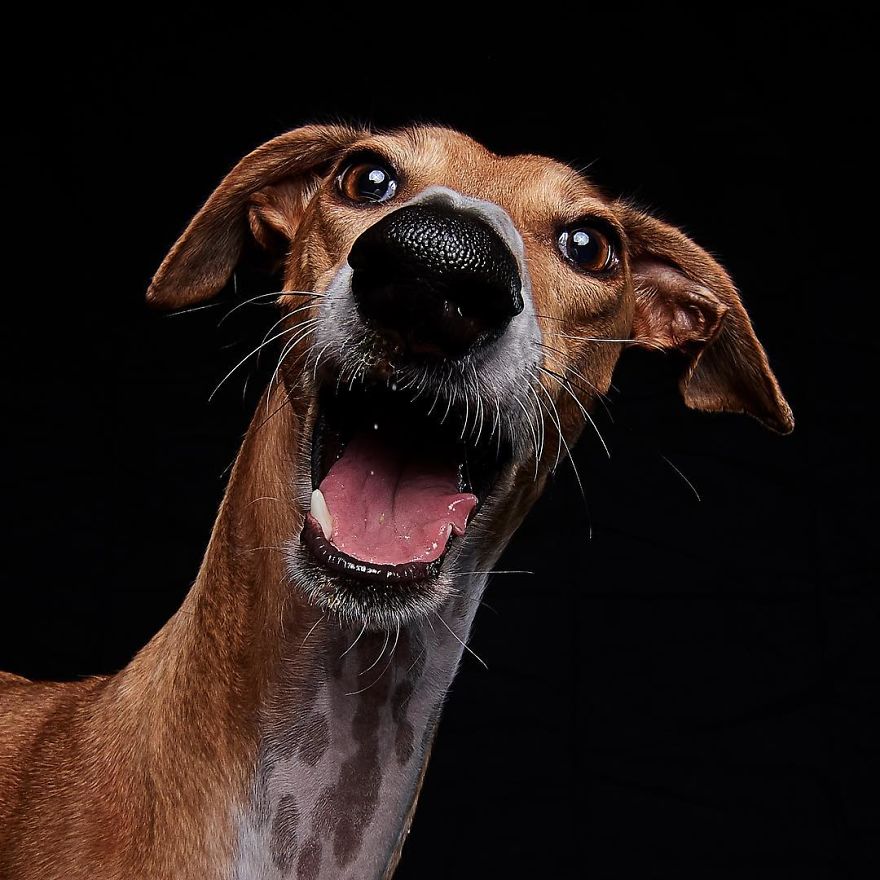 I Celebrate The Day Of Spanish Hunting Dogs By Photographing Them Enjoying Their Life Of Freedom
