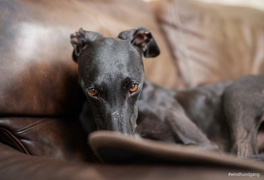 I Celebrate The Day Of Spanish Hunting Dogs By Photographing Them Enjoying Their Life Of Freedom