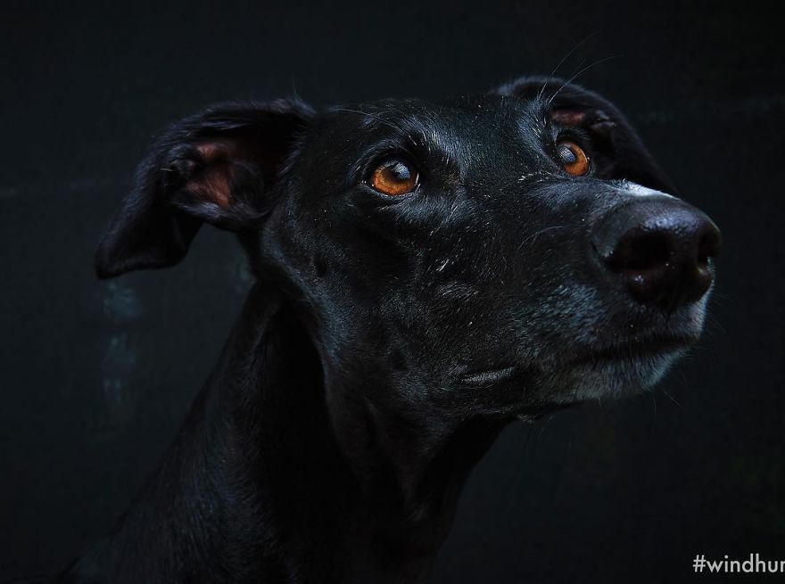 I Celebrate The Day Of Spanish Hunting Dogs By Photographing Them Enjoying Their Life Of Freedom