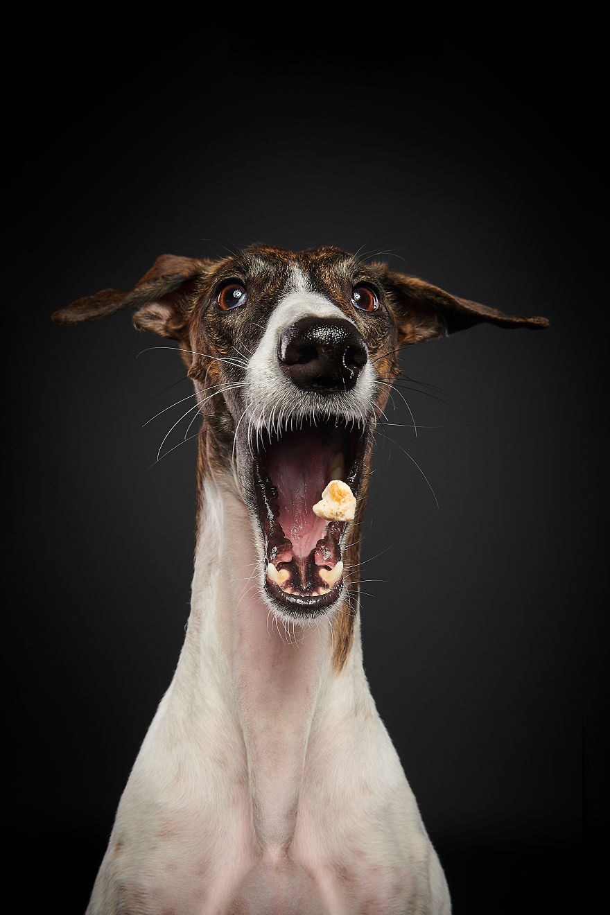 I Celebrate The Day Of Spanish Hunting Dogs By Photographing Them Enjoying Their Life Of Freedom
