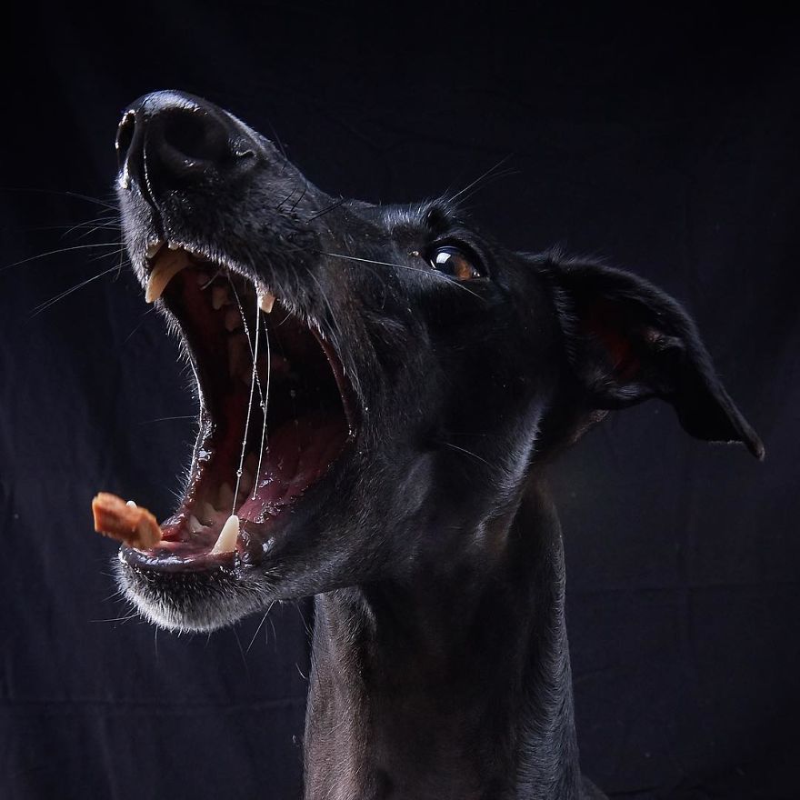 I Celebrate The Day Of Spanish Hunting Dogs By Photographing Them Enjoying Their Life Of Freedom