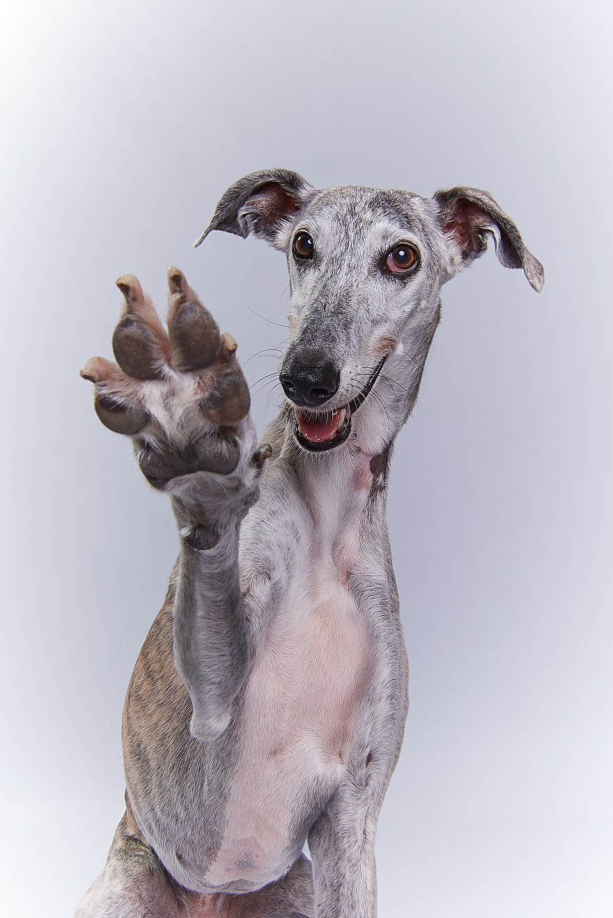 I Celebrate The Day Of Spanish Hunting Dogs By Photographing Them Enjoying Their Life Of Freedom