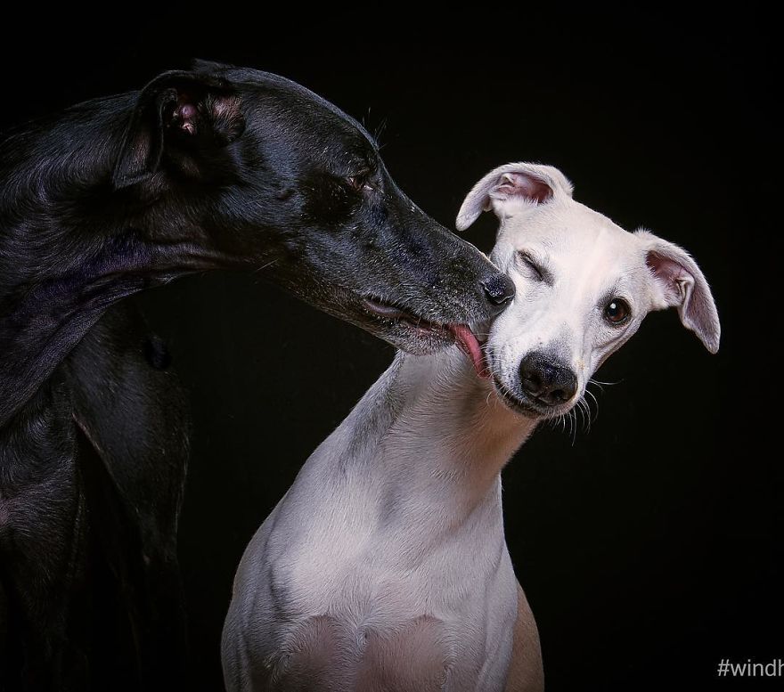 I Celebrate The Day Of Spanish Hunting Dogs By Photographing Them Enjoying Their Life Of Freedom