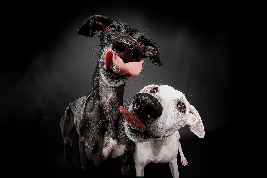 I Celebrate The Day Of Spanish Hunting Dogs By Photographing Them Enjoying Their Life Of Freedom