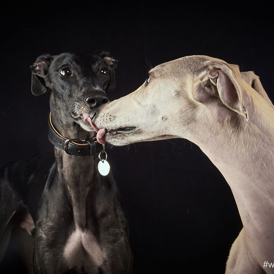 I Celebrate The Day Of Spanish Hunting Dogs By Photographing Them Enjoying Their Life Of Freedom