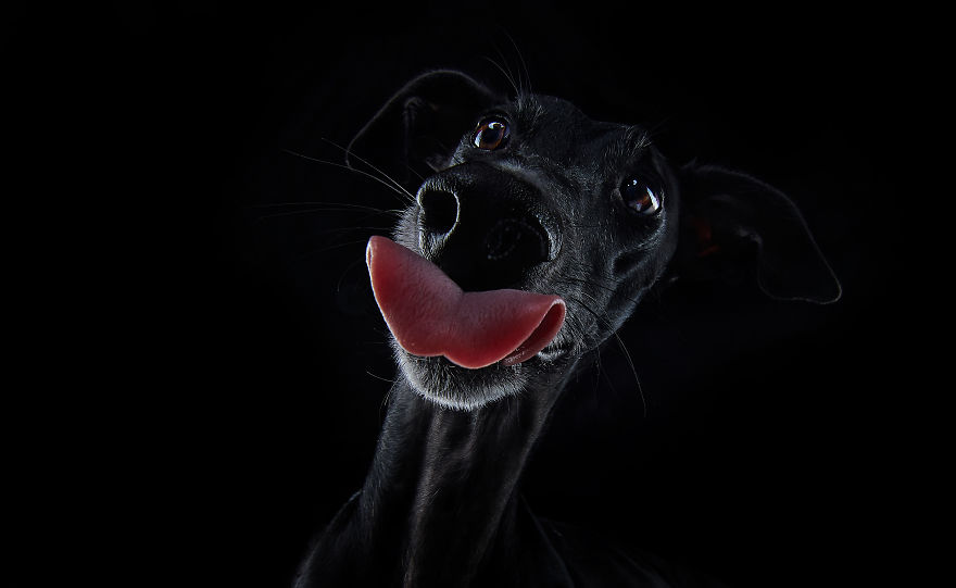 I Celebrate The Day Of Spanish Hunting Dogs By Photographing Them Enjoying Their Life Of Freedom
