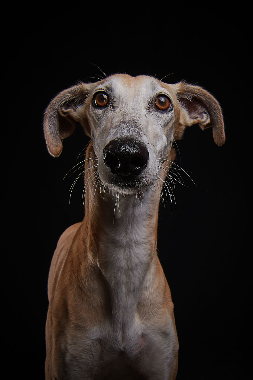 I Celebrate The Day Of Spanish Hunting Dogs By Photographing Them Enjoying Their Life Of Freedom