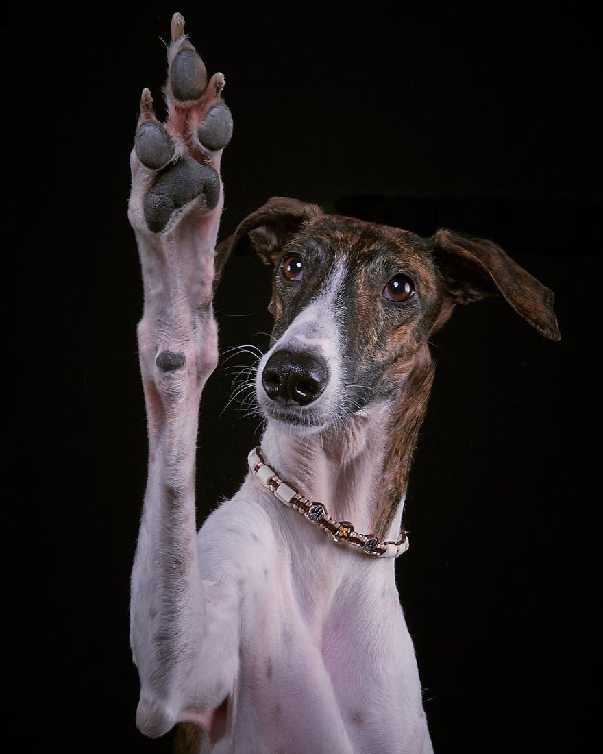 I Celebrate The Day Of Spanish Hunting Dogs By Photographing Them Enjoying Their Life Of Freedom