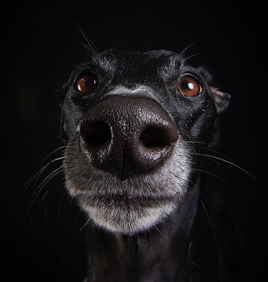 I Celebrate The Day Of Spanish Hunting Dogs By Photographing Them Enjoying Their Life Of Freedom