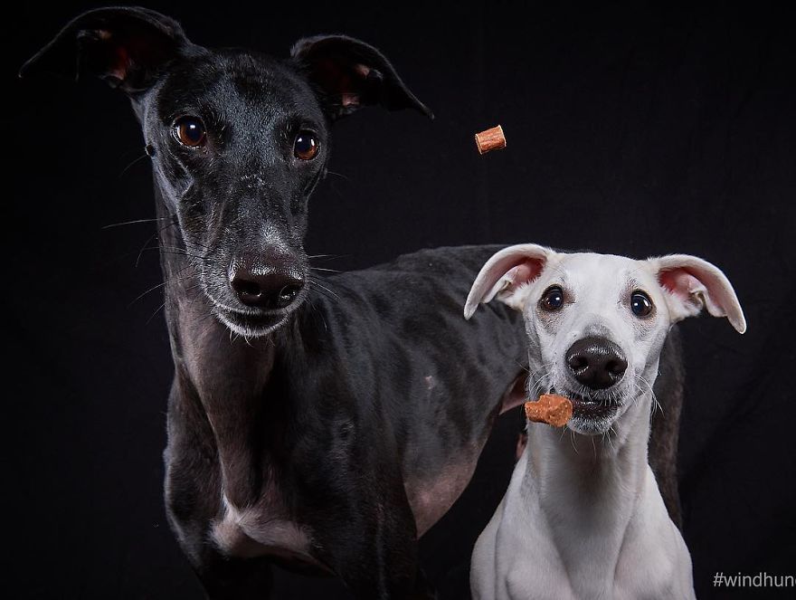 I Celebrate The Day Of Spanish Hunting Dogs By Photographing Them Enjoying Their Life Of Freedom