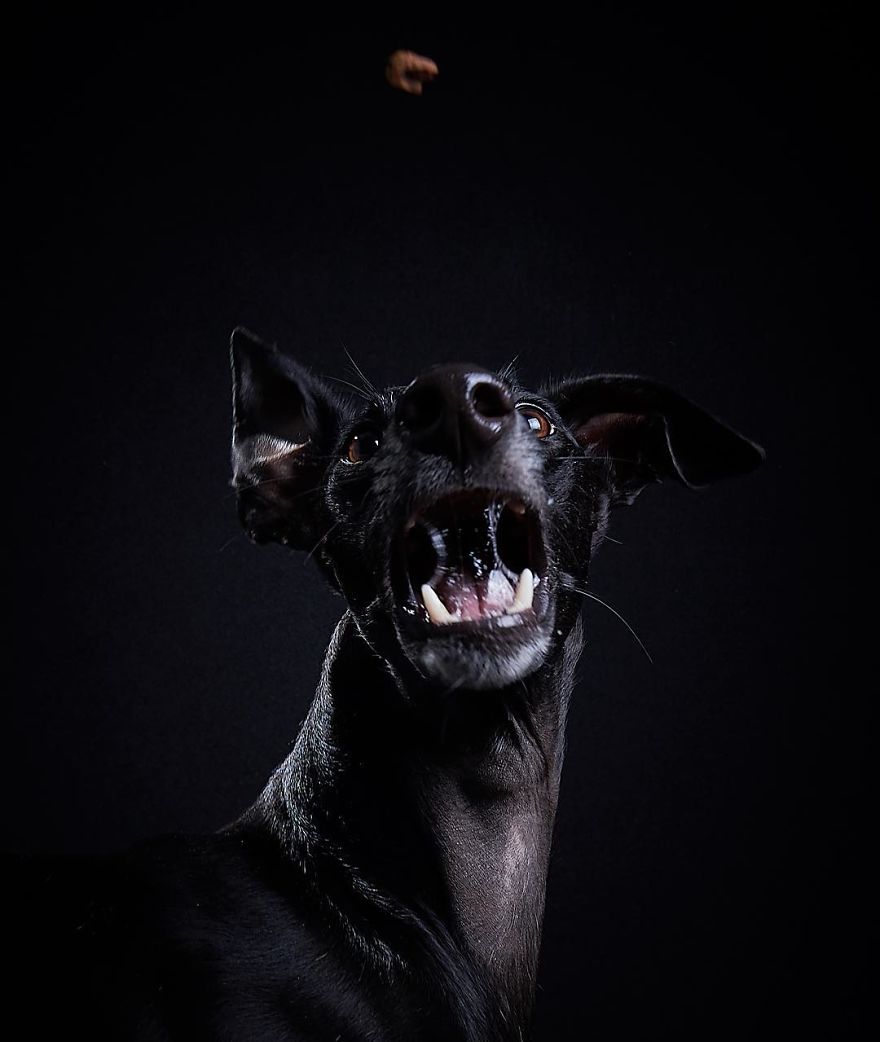 I Celebrate The Day Of Spanish Hunting Dogs By Photographing Them Enjoying Their Life Of Freedom