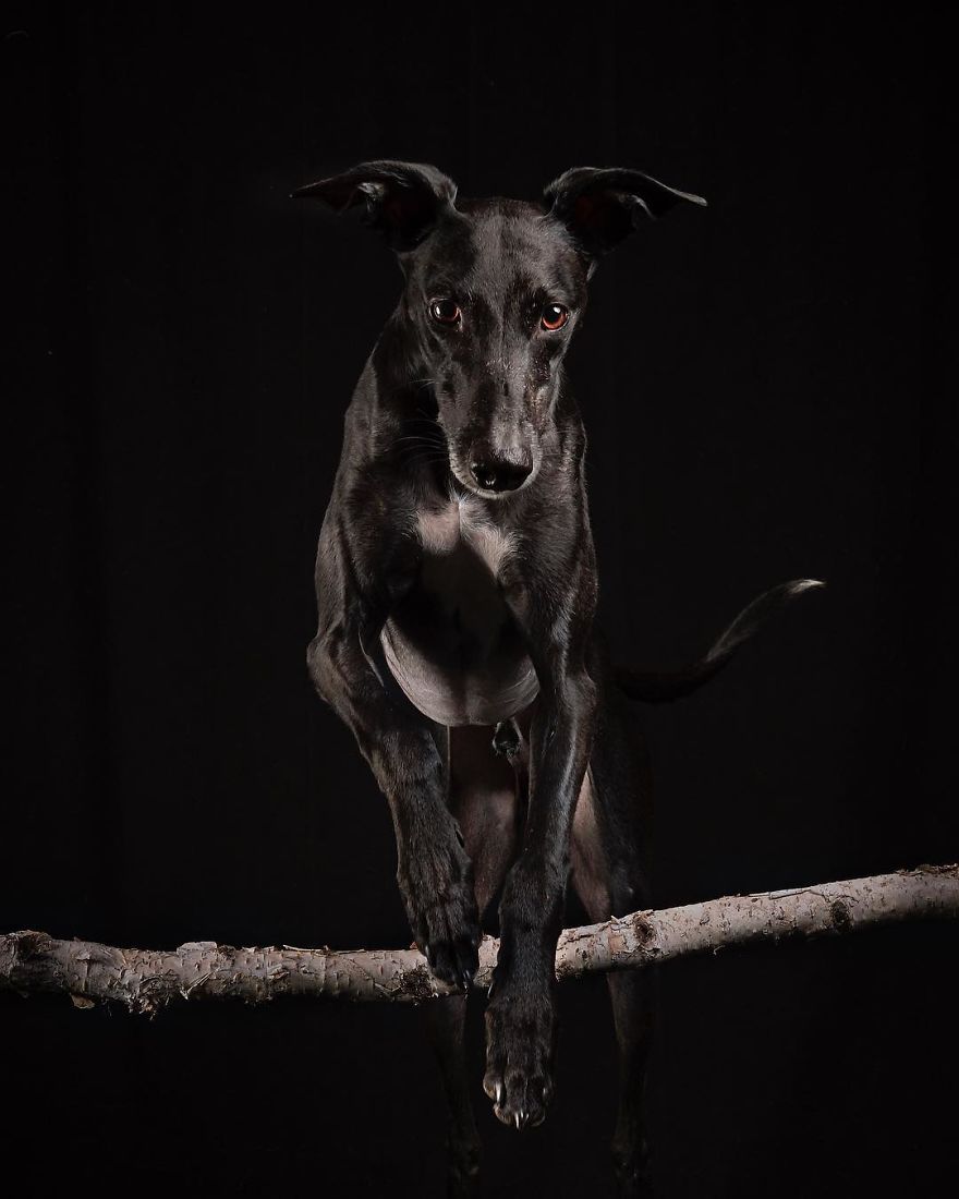 I Celebrate The Day Of Spanish Hunting Dogs By Photographing Them Enjoying Their Life Of Freedom