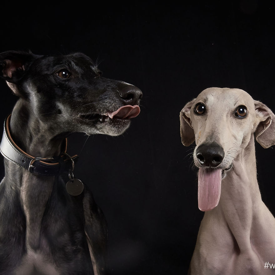 I Celebrate The Day Of Spanish Hunting Dogs By Photographing Them Enjoying Their Life Of Freedom