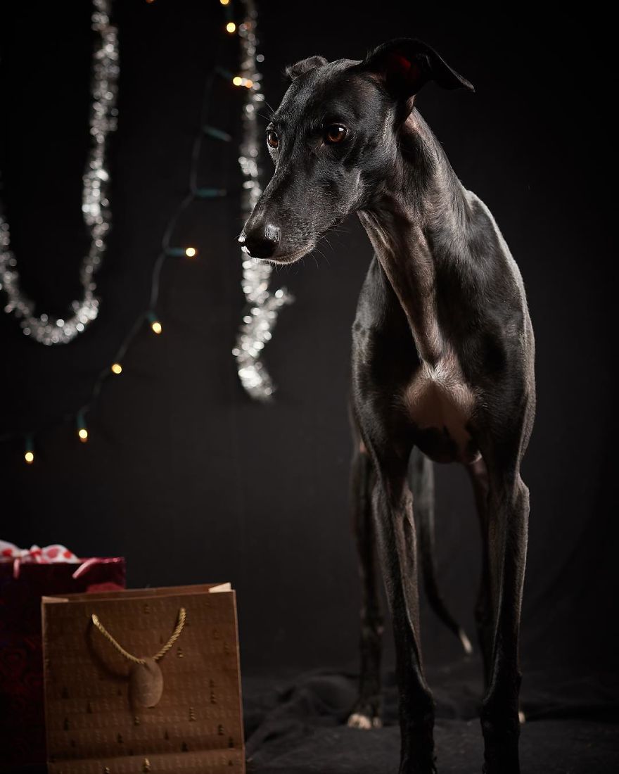 I Celebrate The Day Of Spanish Hunting Dogs By Photographing Them Enjoying Their Life Of Freedom