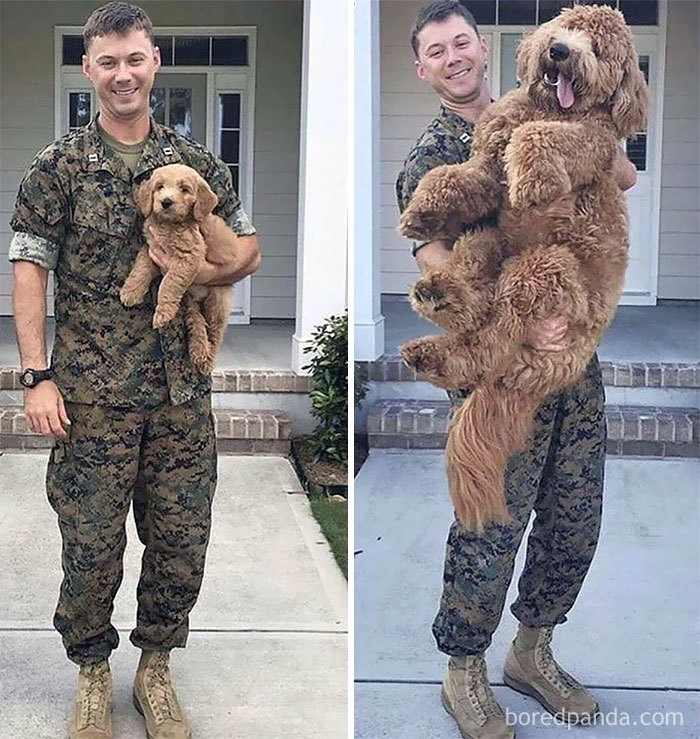 30 Photos Of Dogs Growing Up Next To Their Owners