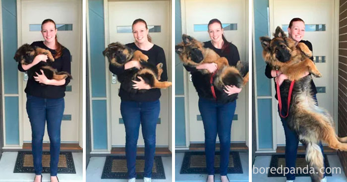 30 Photos Of Dogs Growing Up Next To Their Owners