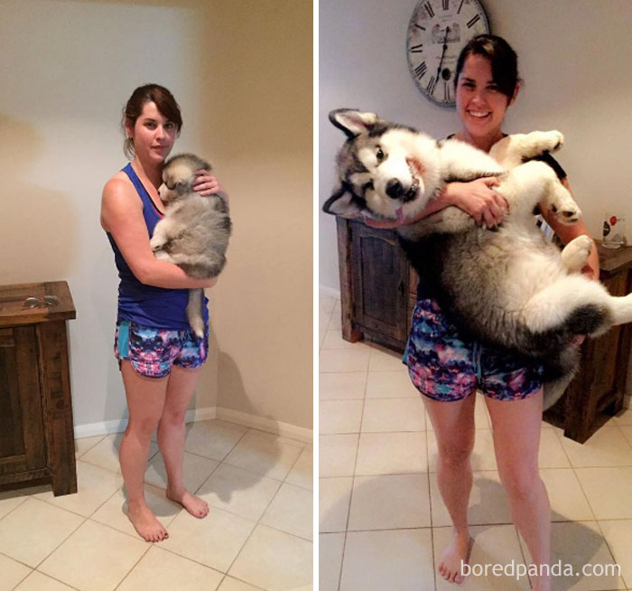 30 Photos Of Dogs Growing Up Next To Their Owners