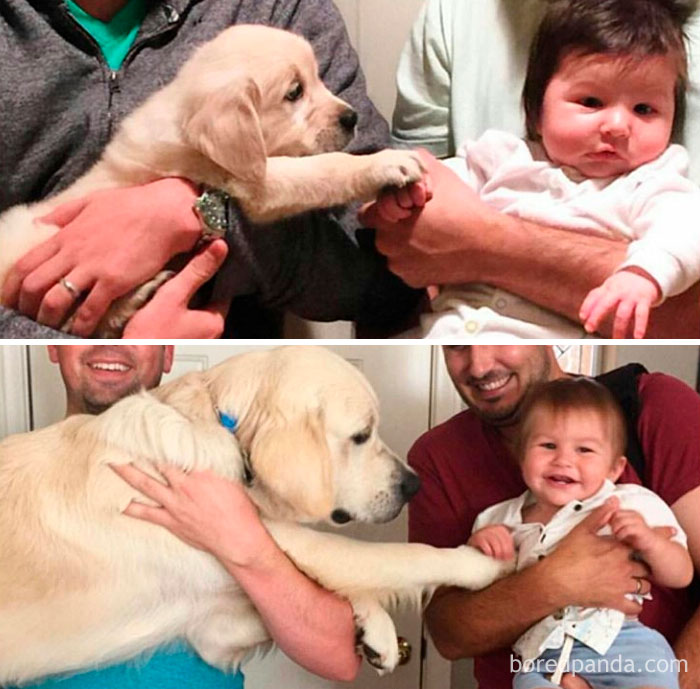 30 Photos Of Dogs Growing Up Next To Their Owners