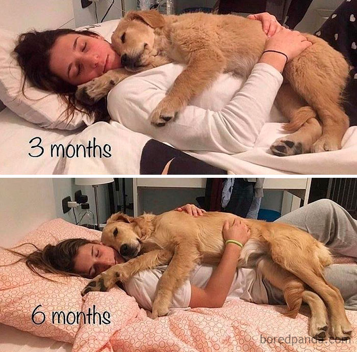 30 Photos Of Dogs Growing Up Next To Their Owners