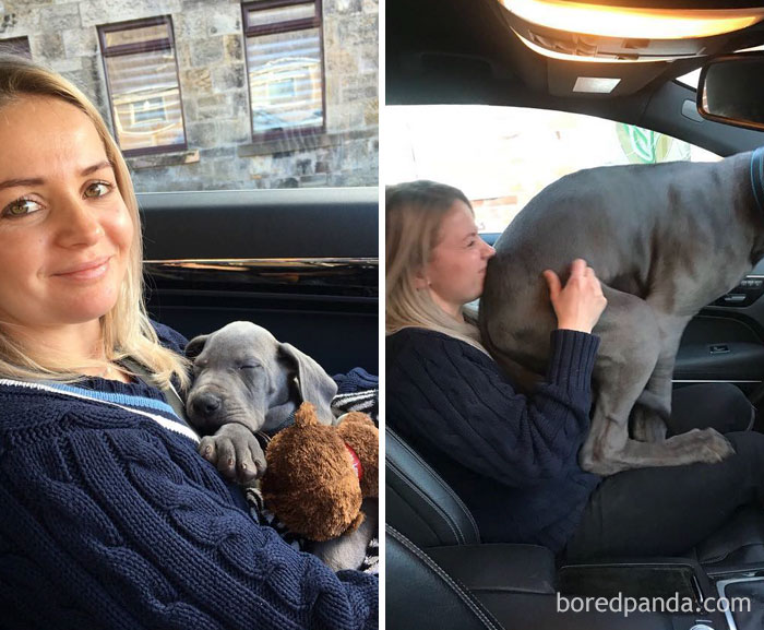30 Photos Of Dogs Growing Up Next To Their Owners